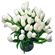 белые тюльпаны. Кипр